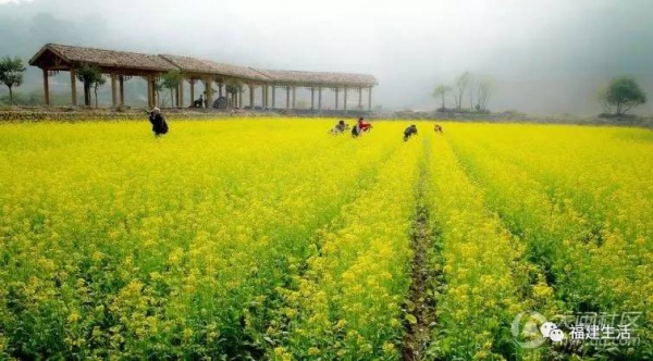 收藏！最新最全的福建油菜花地图就在这儿啦