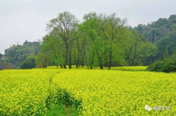 收藏！最新最全的福建油菜花地图就在这儿啦