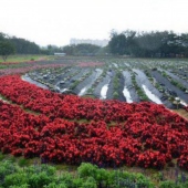 大曦山薰衣草公园