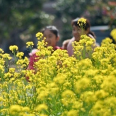 蔗内村油菜花田