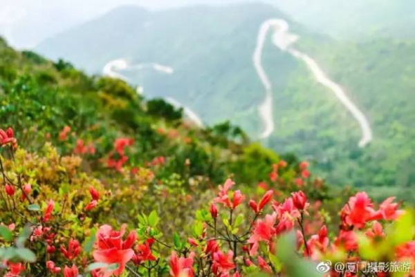 太美啦！同安云顶山杜鹃花美丽绽放！周末又可以组团去观赏！