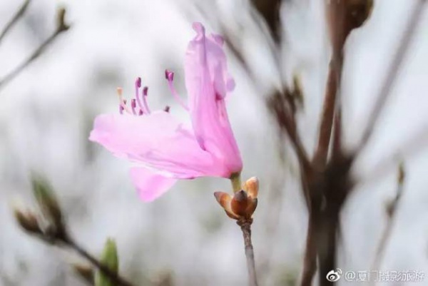 太美啦！同安云顶山杜鹃花美丽绽放！周末又可以组团去观赏！