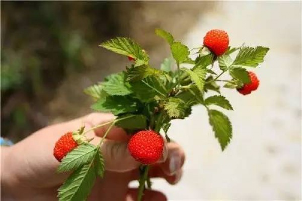 【提醒】集美人当心！又到吃这种果子的季节！不小心误食会中毒！