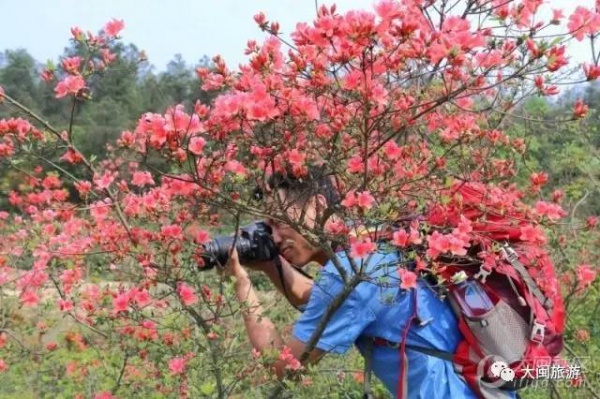 去玩|厦门云顶山火了！原因竟是因为映山红又双叒叕红了...