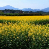 泉港小坝村油菜花