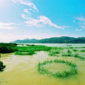 龙海红树林自然保护区