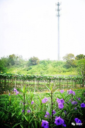 翔安有个名副其实的美丽小山村...