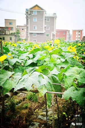 翔安有个名副其实的美丽小山村...